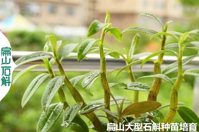廣東鐵皮石斛種苗培育 金釵麝香鼓槌石斛干貨鮮條批發180元