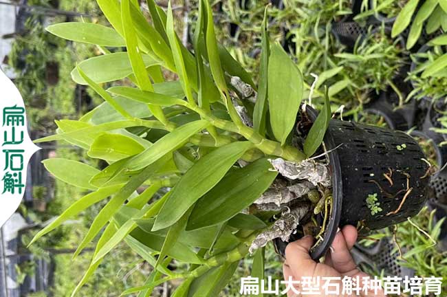 1T陜西鐵皮石斛種苗培育 陜西金線蓮干貨批發 咸陽西安榆林