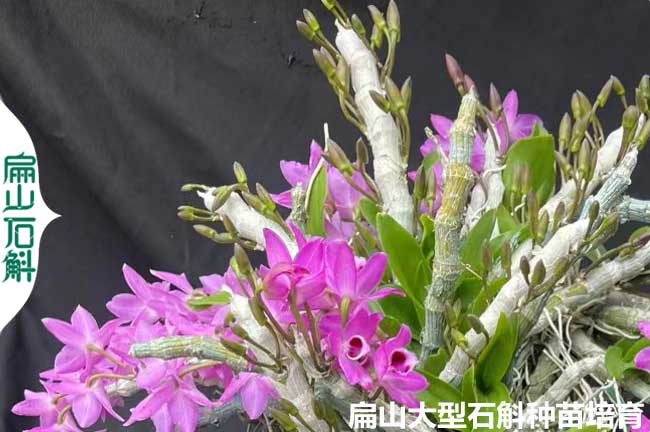 紹興鐵皮石斛種苗批發