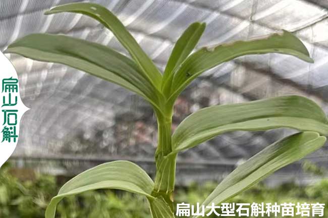 廣東鐵皮石斛種苗批發