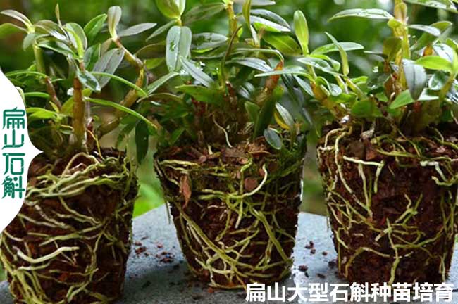 安徽六安霍山天宮球花紅燈籠石斛種苗培育大基地 5元/小杯苗