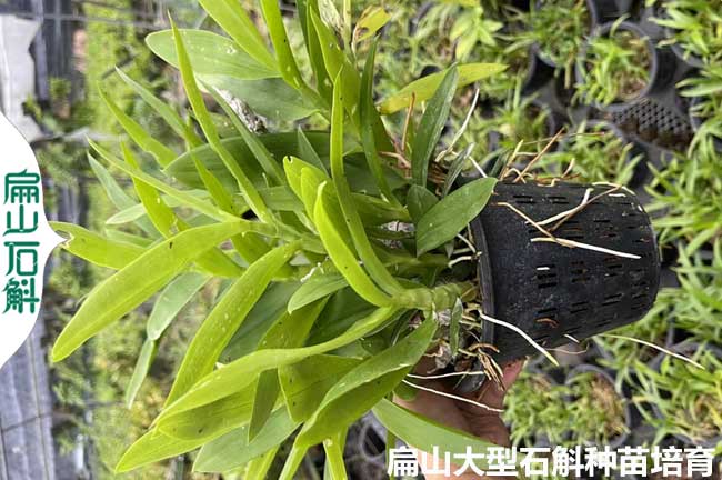 [黃山石斛種苗批發]池州宣城麝香金釵鐵銅皮石斛種植基地3Y