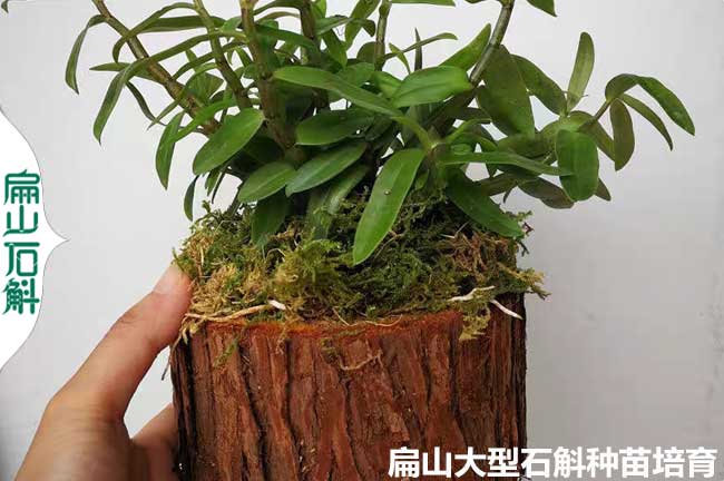 遵義鐵皮石斛木樁批發