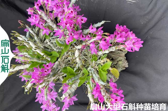 [銅皮石斛種苗干貨批發]臺州A紹興鐵皮石斛瓶裝小杯苗5元/價
