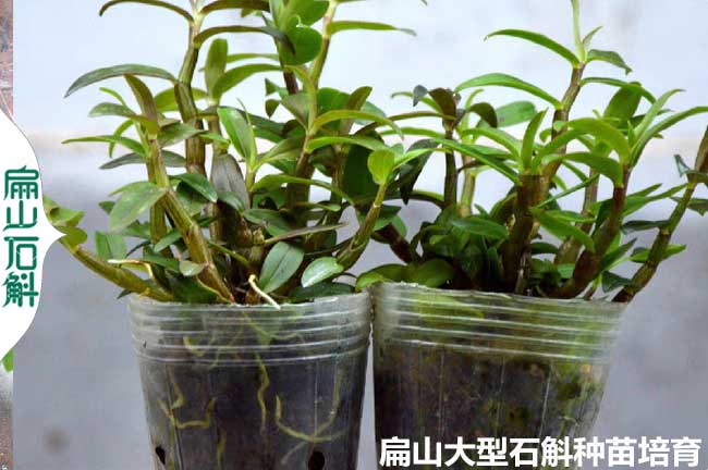[麝香石斛苗批發基地]九江新余鷹潭鐵皮銅皮金釵10CM小杯苗
