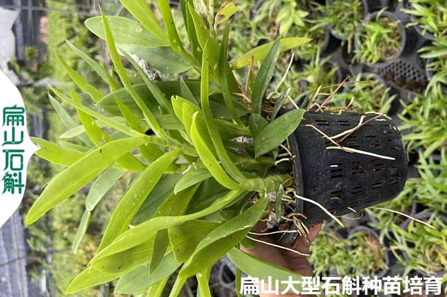 非常多云南鐵皮石斛種植基地 金釵麝香銅皮石斛種苗價格批發