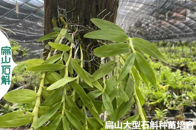 九毛八 云南貴州鐵皮石斛種苗 批發干貨金釵鼓槌木樁10-20CM