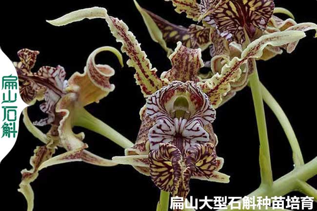 浙江大魔鬼石斛種苗批發
