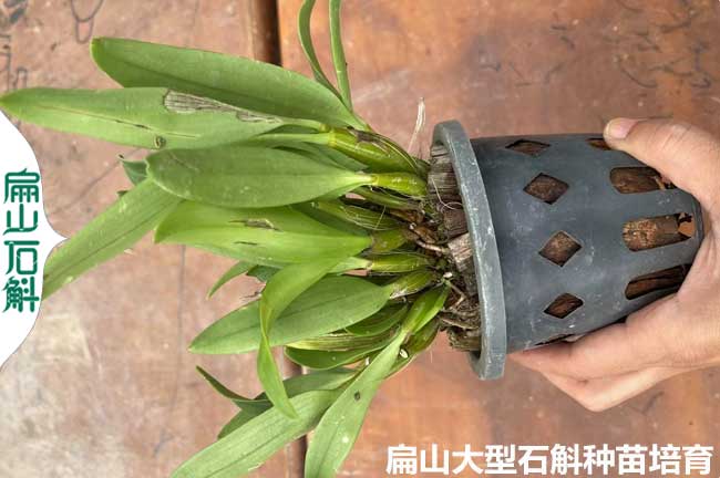 [浙江油茶苗]規模寧波龍井茶葉苗培育 裸根40公分小杯苗批發