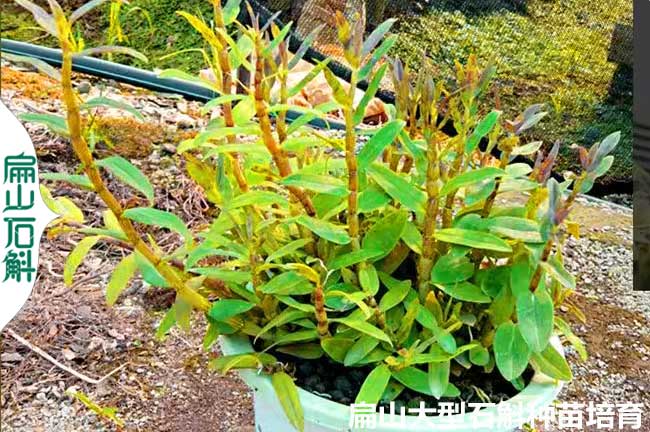 鎮江石斛盆景批發