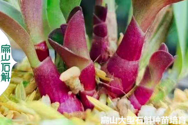 云南紅桿石斛種苗批發