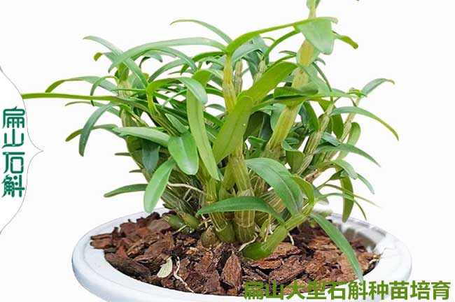小鐵皮石斛種苗盆景云南基地批發 昭通保山文山玉溪10-20CM