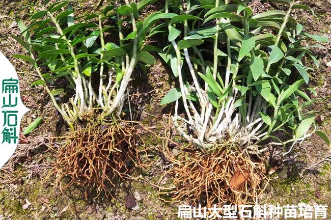福建石斛種苗批發
