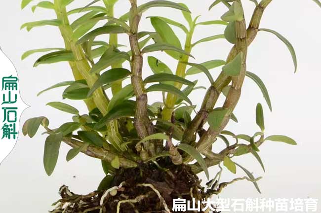 有銅皮石斛種苗大型基地 清遠鼓槌潮州多少錢一株 6-30CM
