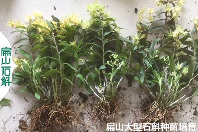 檀香 廣東紅黃杓唇石斛種苗培育基地 盆栽木樁小杯苗5-20CM