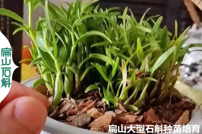 大果廣東莞韶關鐵皮石斛種苗干貨 批發銅皮鼓槌紅桿50-1000G
