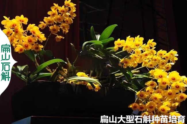 血喉石斛種苗 崇左貴港赤水金釵麝香銅皮鐵皮石斛苗批發3￥