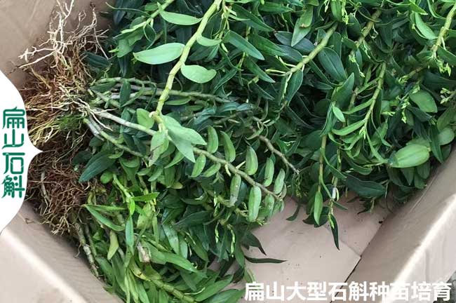 賣大小杯石斛主要區品種 福建云南浙江安徽 按斤顆叢3-8-5元