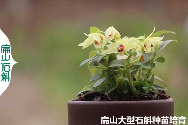 霍山米斛石斛種苗 百色來賓鐵皮對花喇叭唇石斛批發 2-1-3年