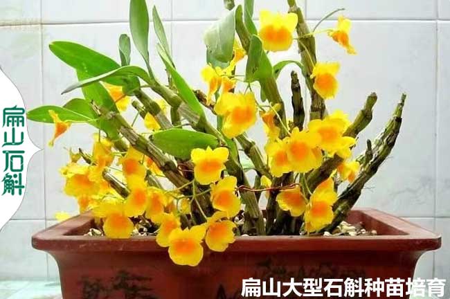 福建石斛盆栽苗