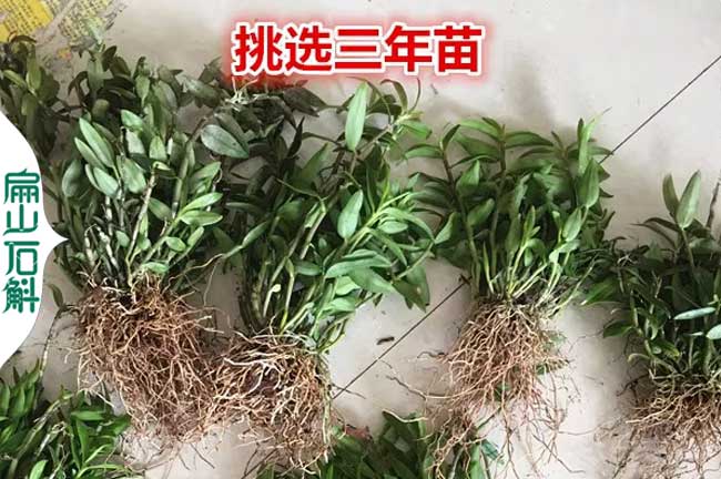 廣東鐵皮石斛種苗批發