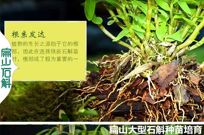 貴州米斛種苗批發
