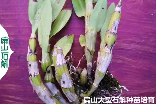 鼓槌石斛種苗批發