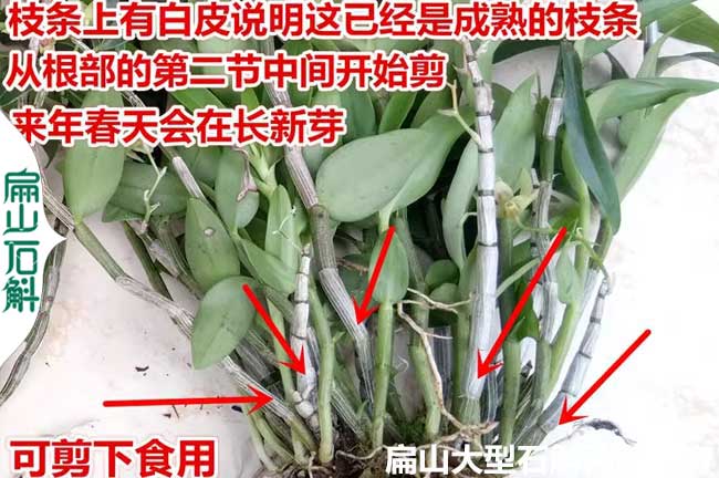 浙江石斛鮮條批發
