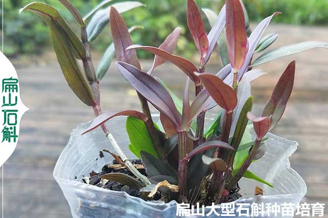 Yn美花米斛報春重唇石斛種苗 云南批發標準化培育基地 6元