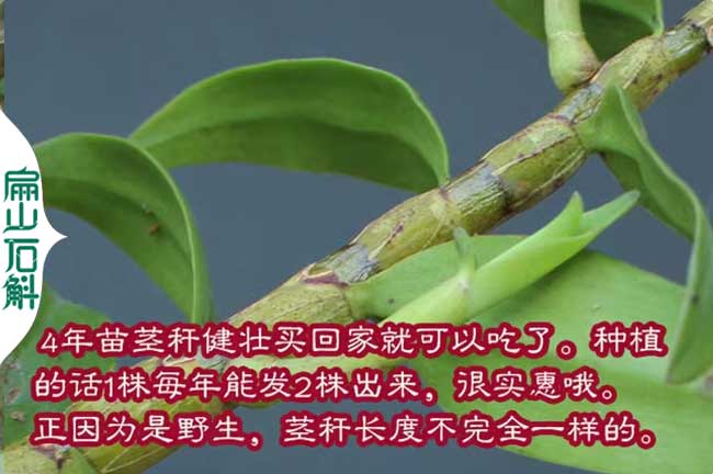 南京石斛種苗批發