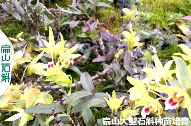 檀香 廣東紅黃杓唇石斛種苗培育基地 盆栽木樁小杯苗5-20CM