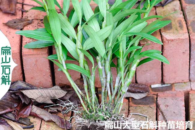 株洲米石斛種苗批發