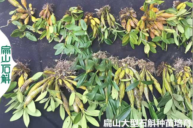 大批發湖南石斛種苗培育 株洲懷化 美花櫻石斜檀香大龜背3元