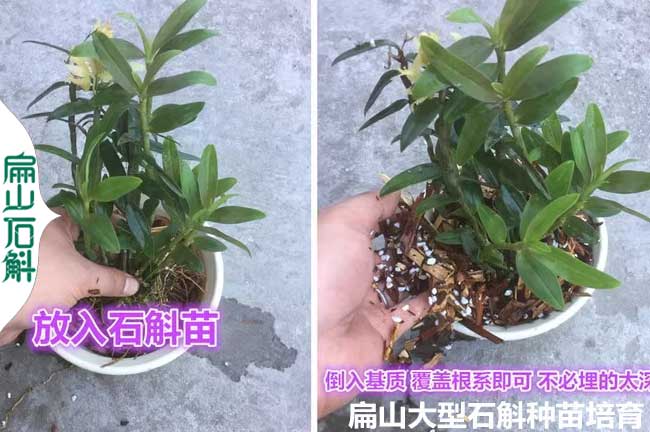 榆林石斛盆景批發