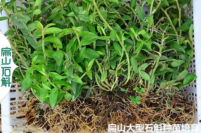 崇左紅燈籠石斛種苗批發