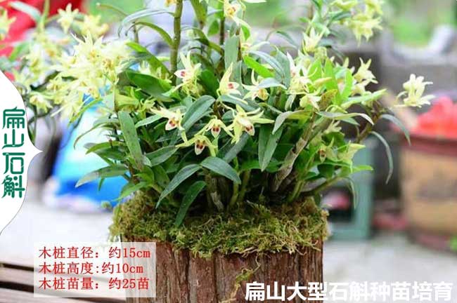 紅燈籠 崇左流蘇銅皮檀麝香石斛種苗 大規模批發價1元/KE