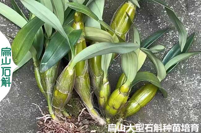 浙江鼓槌石斛種苗批發