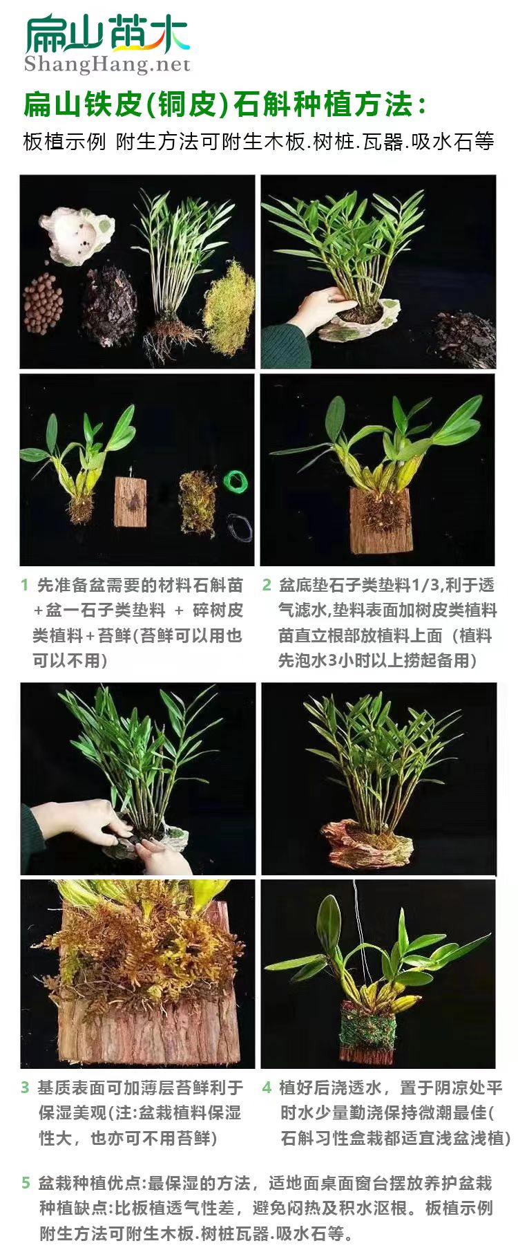 云南鐵皮石斛養殖技術