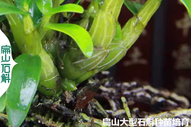 云南米斛養殖技術