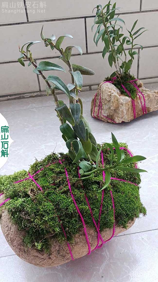 組培金線蓮瓶裝價格 鷹潭鐵皮石斛種植基地批發種苗8元-扁山