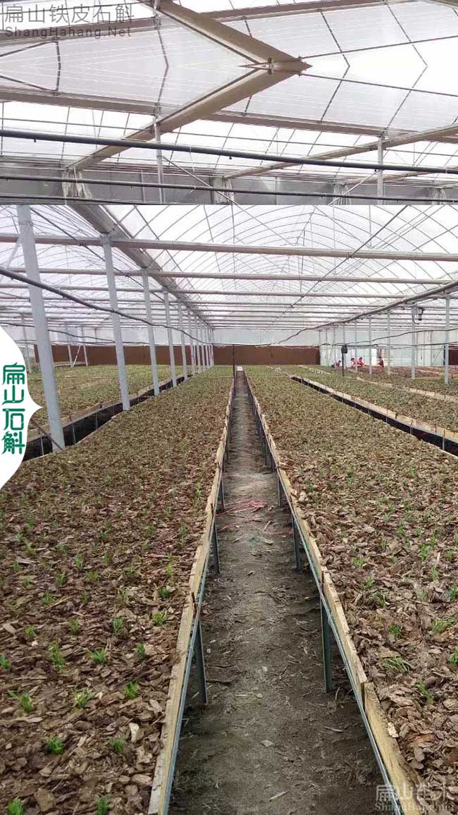 金釵江蘇銅鐵皮石斛苗批發 鎮江無錫南京蘇州南通揚州6元/叢