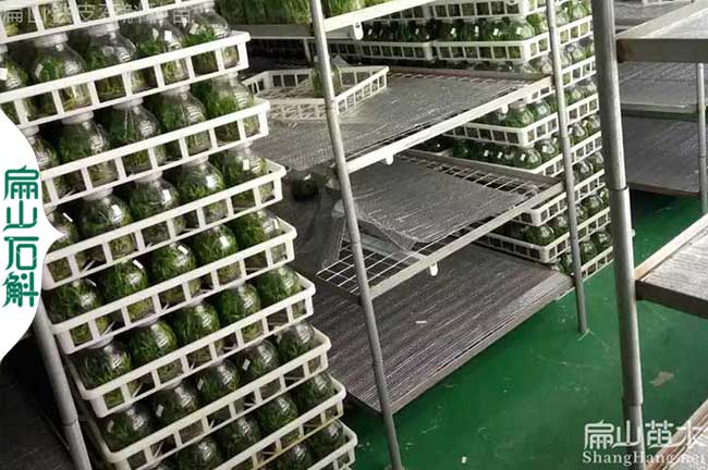 紹興鐵皮石斛種苗批發