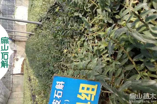 福建金線蓮種苗批發