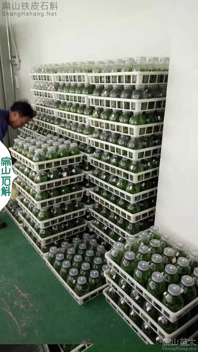 南有福建金線蓮苗批發 北有安徽鐵皮石斛種苗價格 1元/珠
