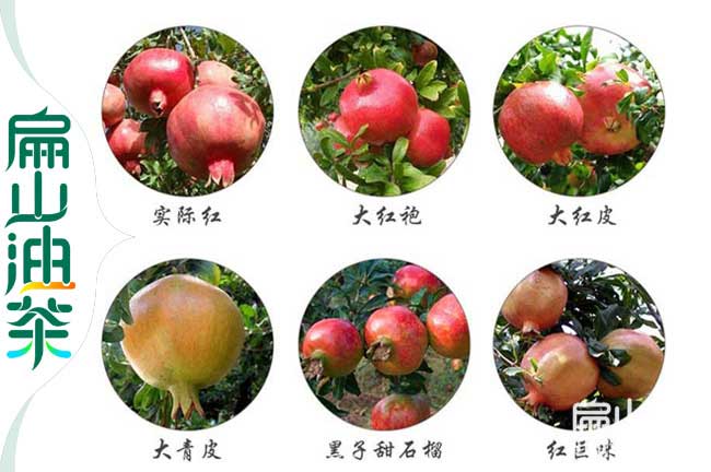邕寧石榴苗批發