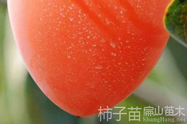 德州柿子苗批發