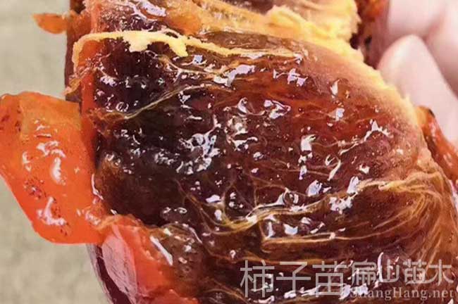 資源柿子苗批發