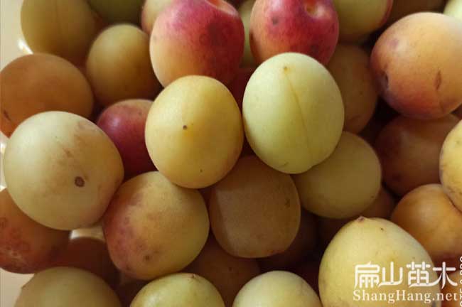 聊城梅子樹苗批發