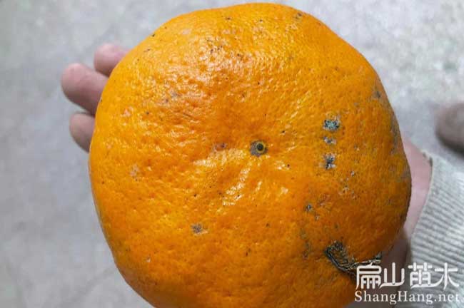 防城港沃柑苗批發