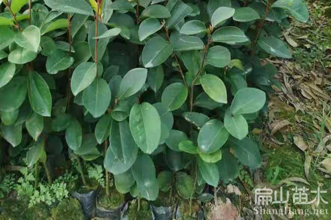 云南油茶苗批發